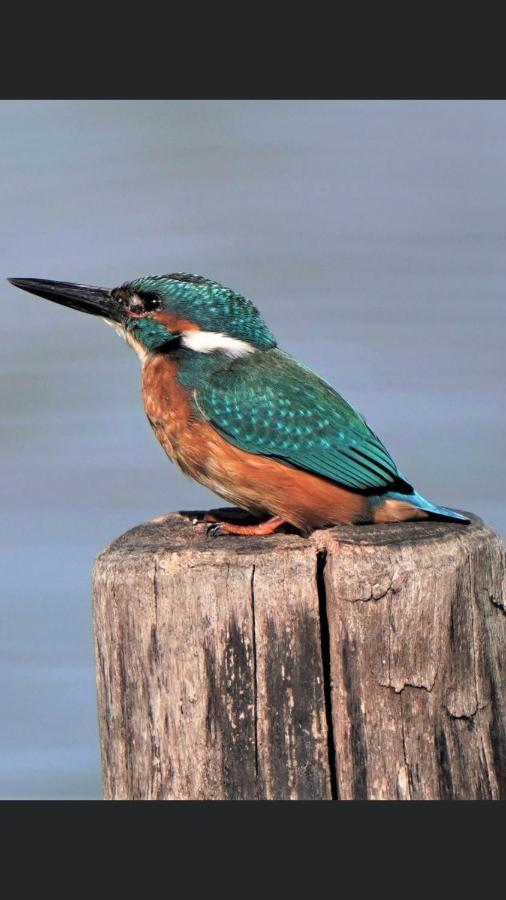 Ijsvogel